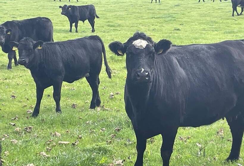 레지던스 Beautiful 3 Bed House In Sunny Killough Down