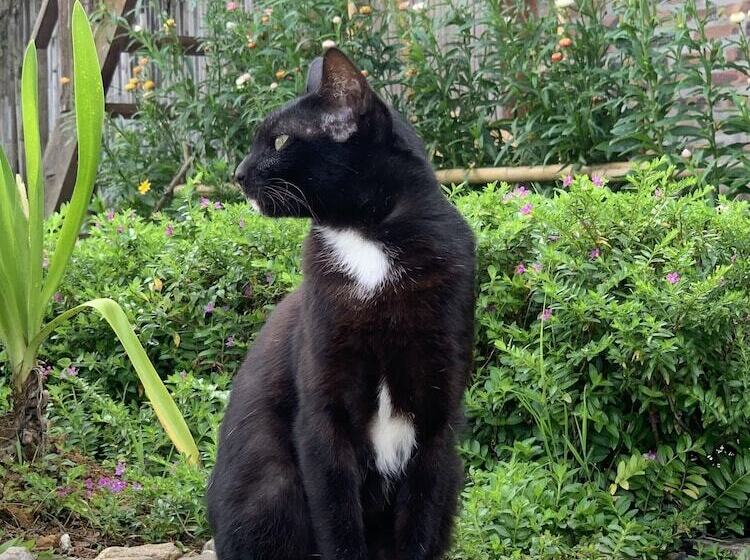 تختخواب و صبحانه Sapa Rosie House Mountain Retreat