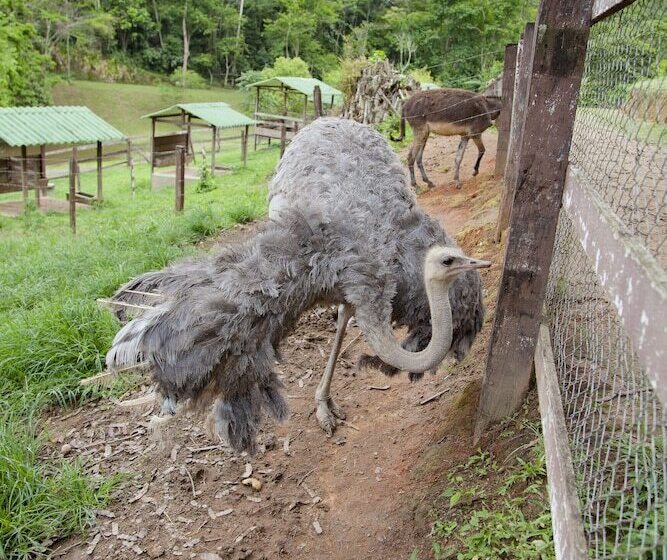 Сельский отель Solar Fazenda Do Cedro