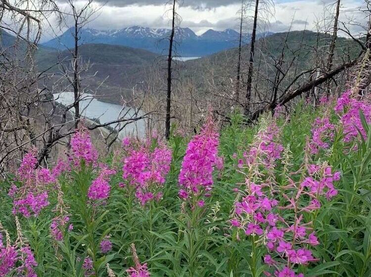 בית מלון כפרי Soldotna Lodge