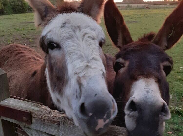 פנסיון Glamping At The Retreat Wiltshire Is Rural Bliss
