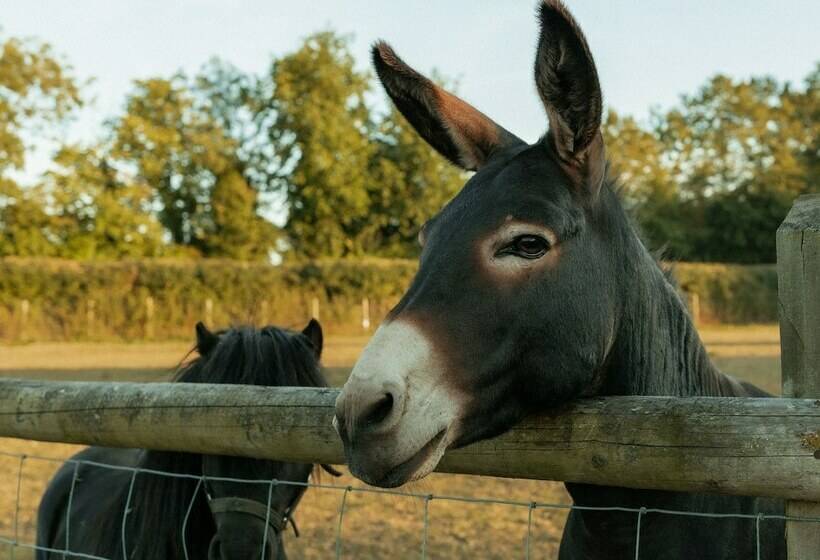 פנסיון Glamping At The Retreat Wiltshire Is Rural Bliss