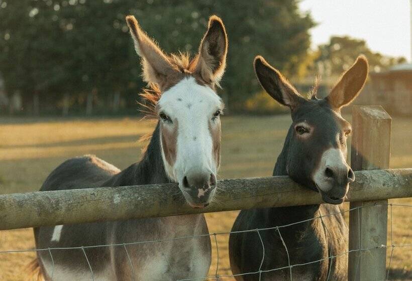 פנסיון Glamping At The Retreat Wiltshire Is Rural Bliss