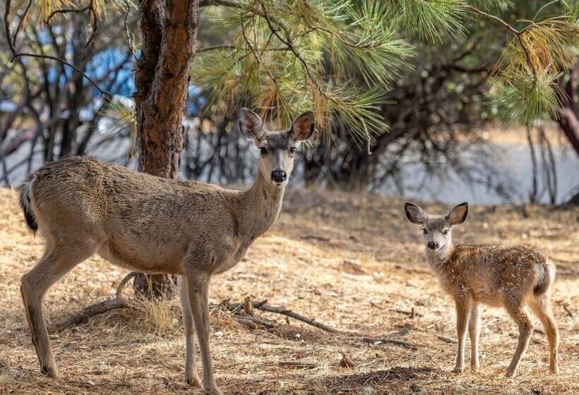 Dos Pinos Spacious Lakefront Cabin W/ Game Room By Yosemite Region Resorts