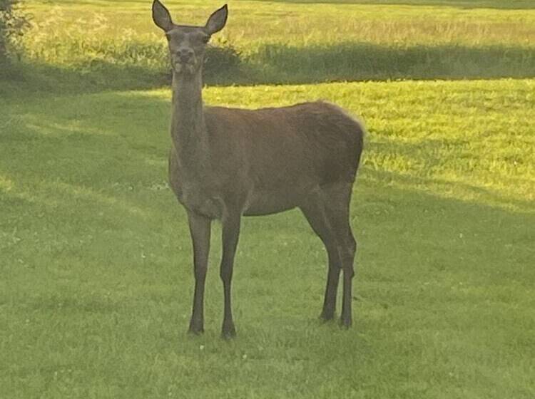 Brundish, Suffolk Large 4 Bed Barn Stunning!