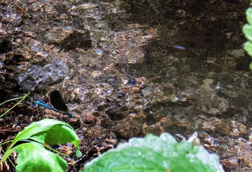 Remarkable 1 Bed Cottage In Arcos De Valdevez