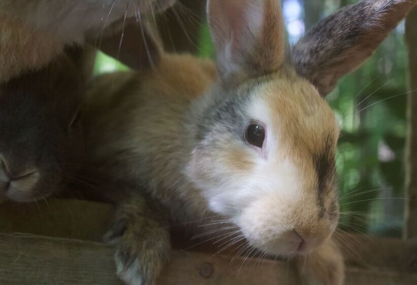 Villas At Gingershack Farms