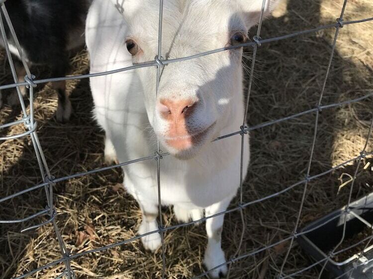Villas At Gingershack Farms