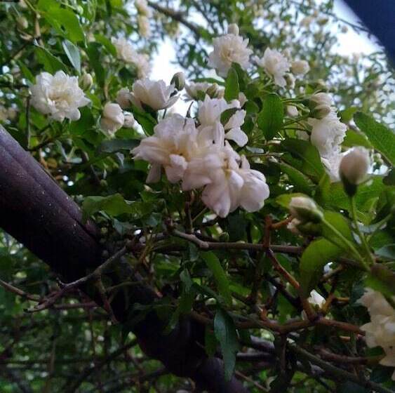 酒店 Katie S Cozy Suites