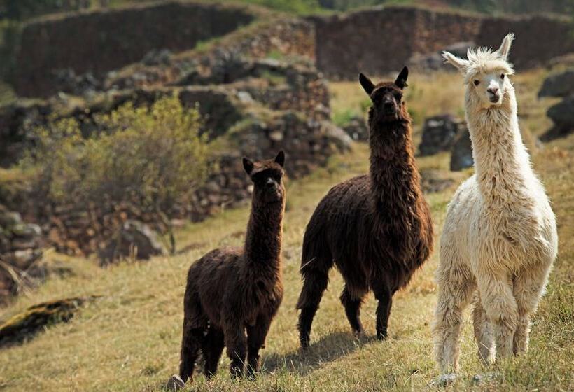 בית מלון כפרי Las Qolqas Eco Resort