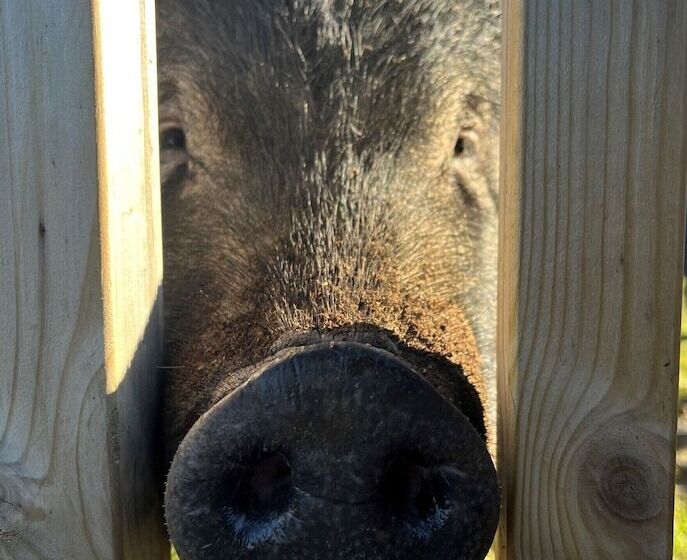 酒店 Lion King Safari Tent
