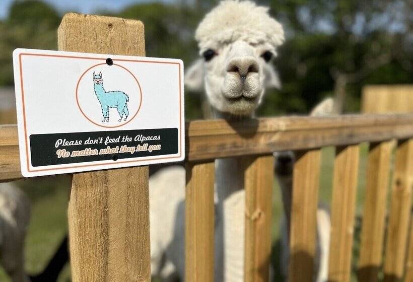 酒店 Lion King Safari Tent