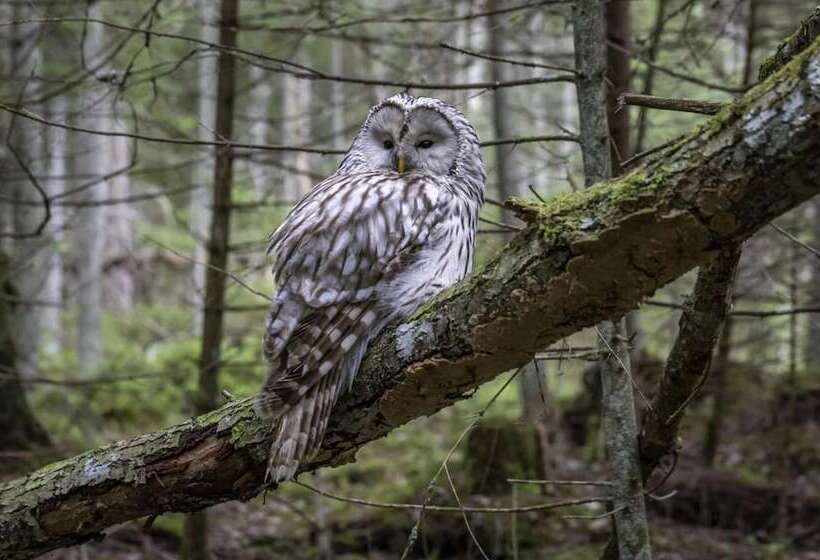 Пансион Unique Off Grid Tree House Stay In Oak Woodland