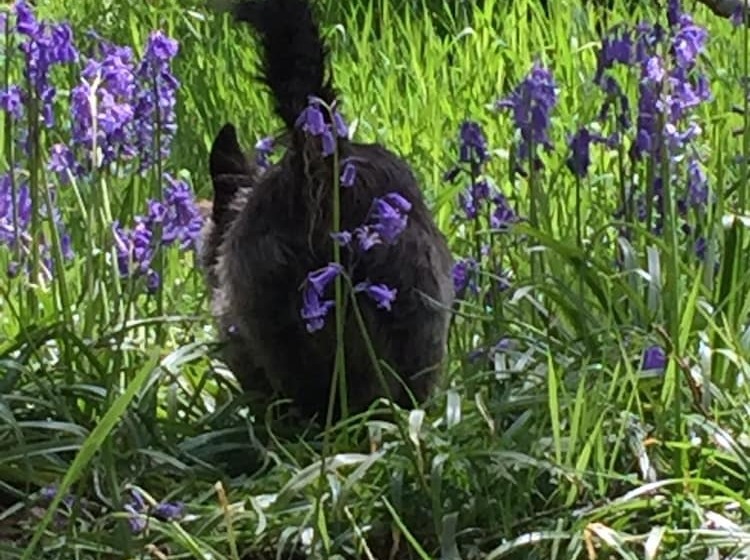 Пансион Unique Off Grid Tree House Stay In Oak Woodland