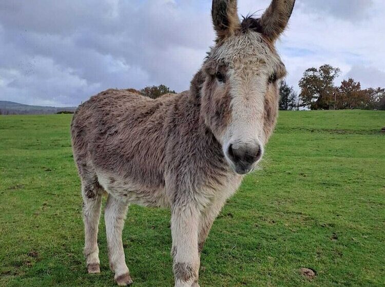 Idlewild Animal Sanctuary Farmhouse Stay   Charity