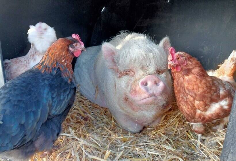 Idlewild Animal Sanctuary Farmhouse Stay   Charity