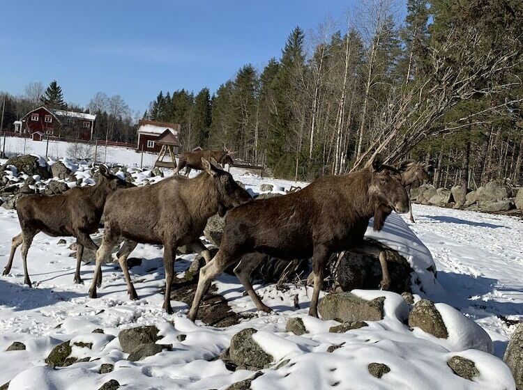 Blackstad Vandrarhem Hostal B&b