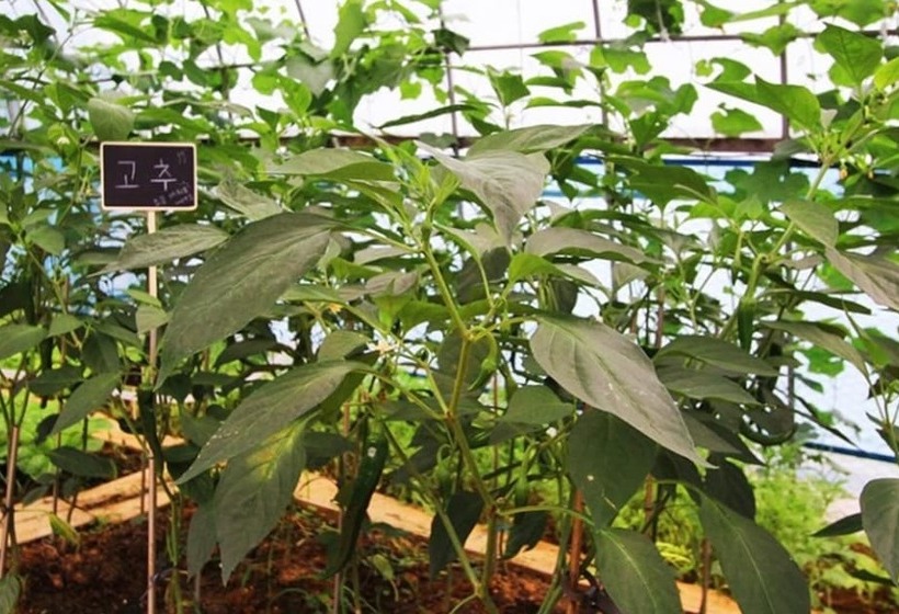 Buan Pullip Love Pension