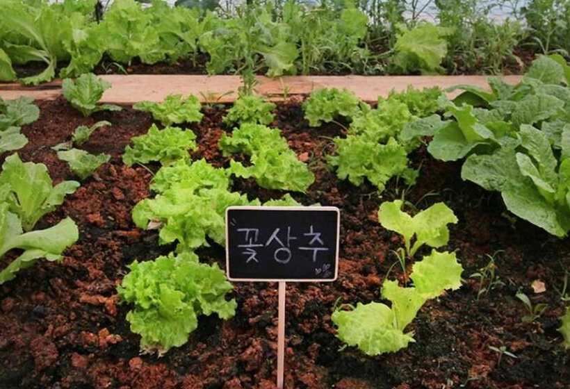 Buan Pullip Love Pension