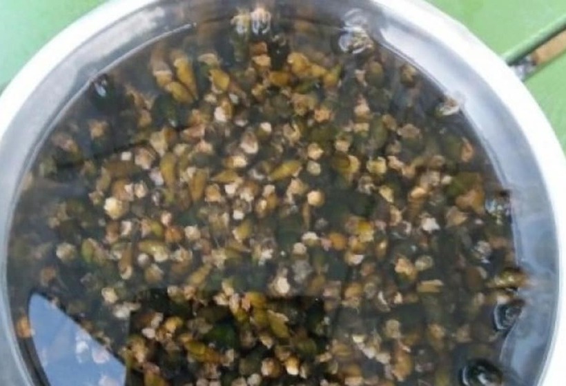 Gapyeong Liona Pension