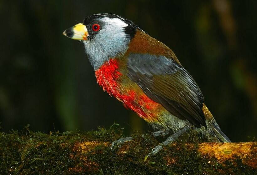 فندق Birdwatchers House Y Lodge