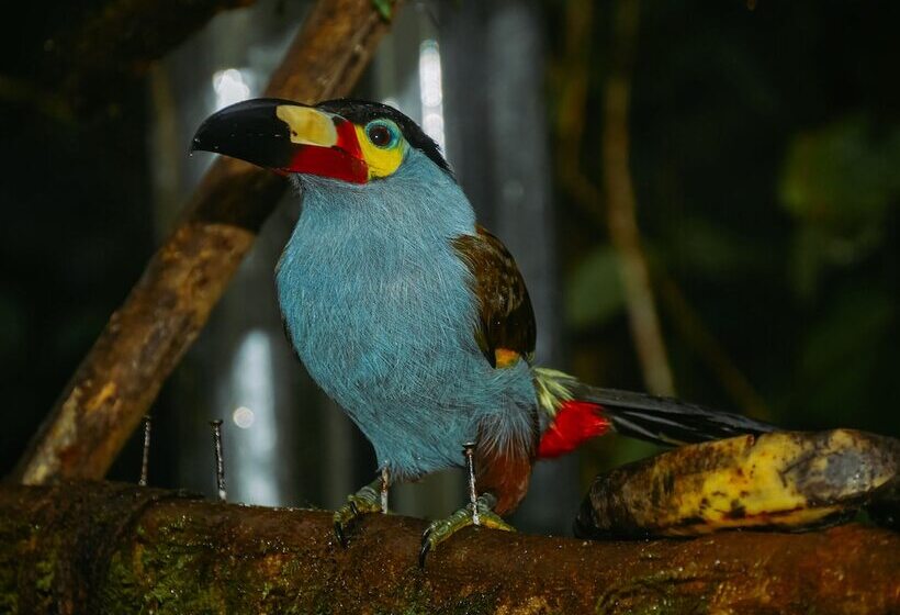 فندق Birdwatchers House Y Lodge