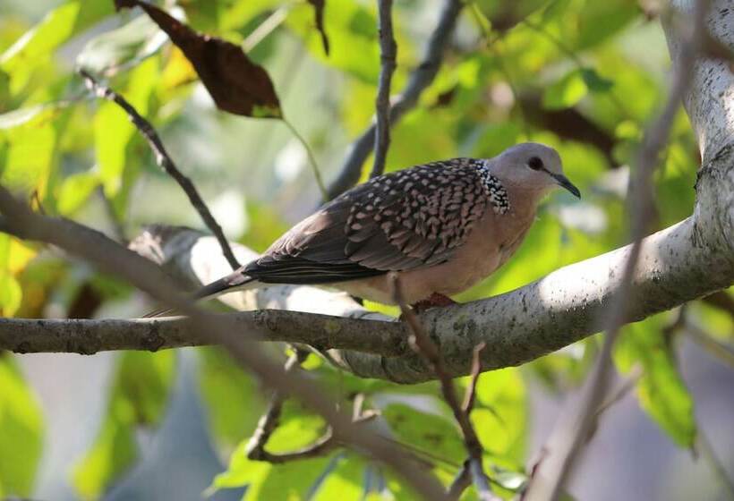 فندق Cosmo Cottages