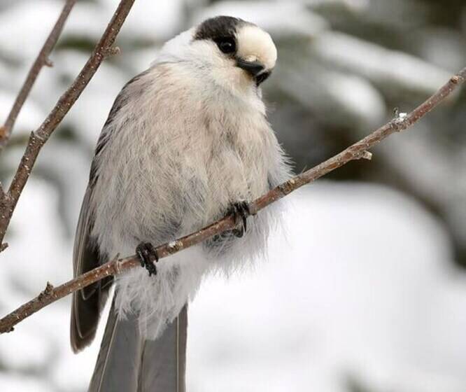 فندق Ladd Pond Cabins And Campground, Llc