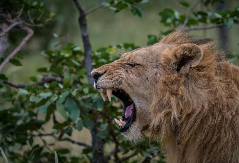 酒店 Safari Moon Luxury Bush Lodge