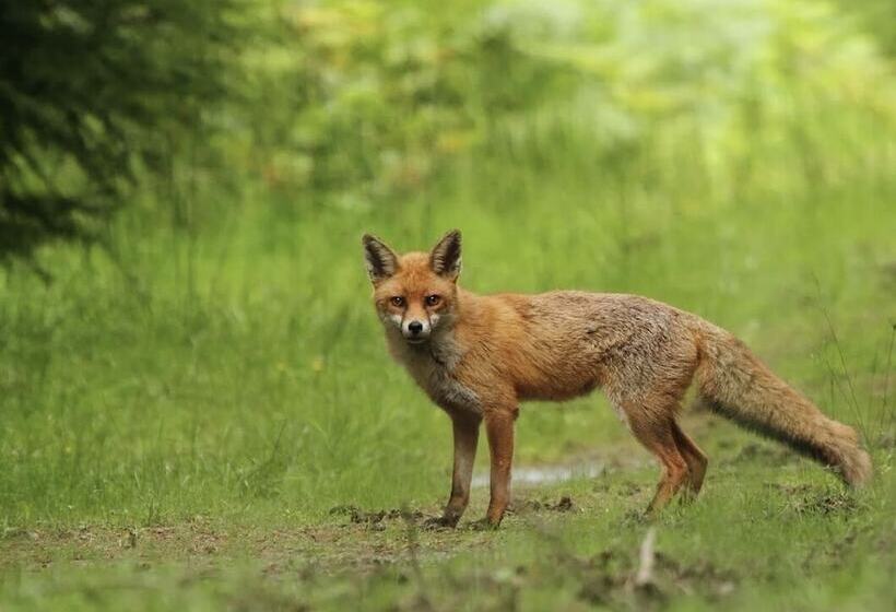 Impeccable 3 Bed 17th Century Luxury Cottage