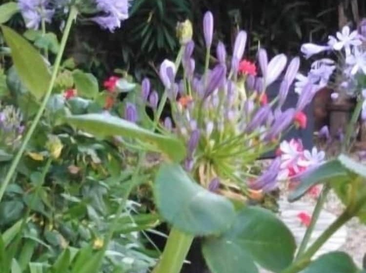 بنسيون Les Hortensias