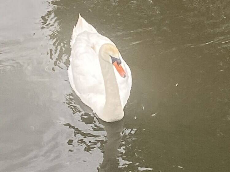 Riverbank Cottage Lake District, Double Balcony