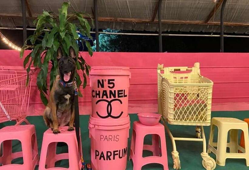 Gapyeong Thank You Dog Pension