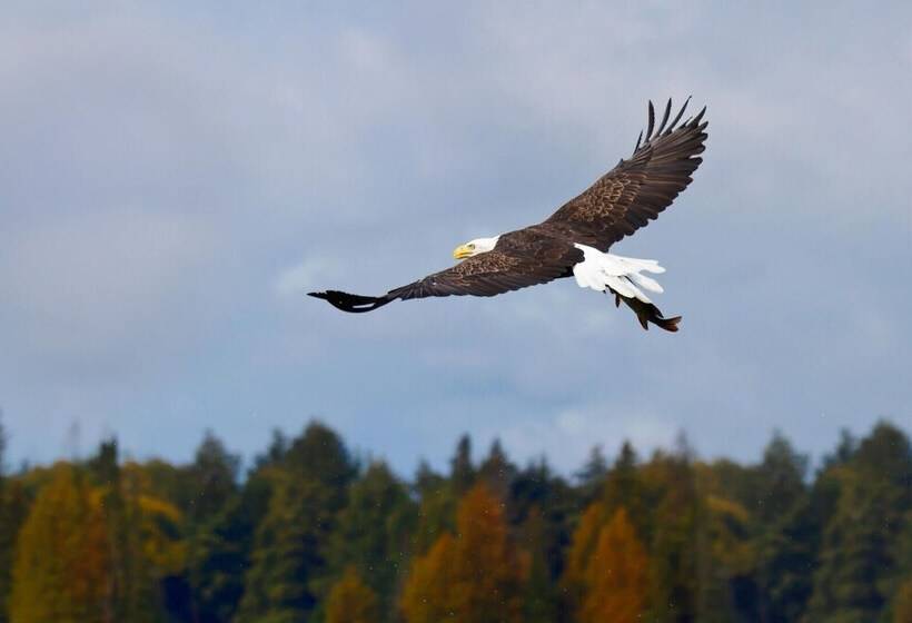 Two Bear Lodge On Lost Land Lake