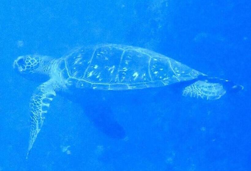 Yuraku Izuoshima  Hostel