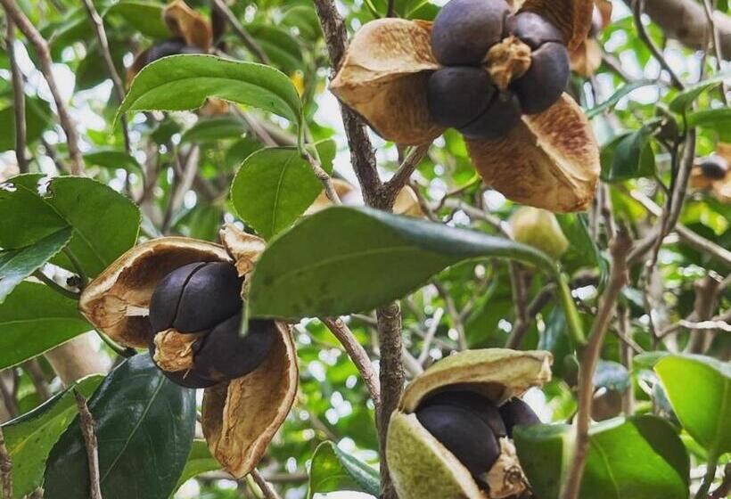 Yuraku Izuoshima  Hostel
