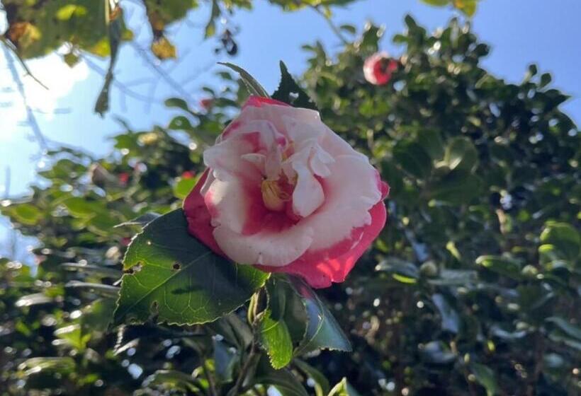 Yuraku Izuoshima  Hostel