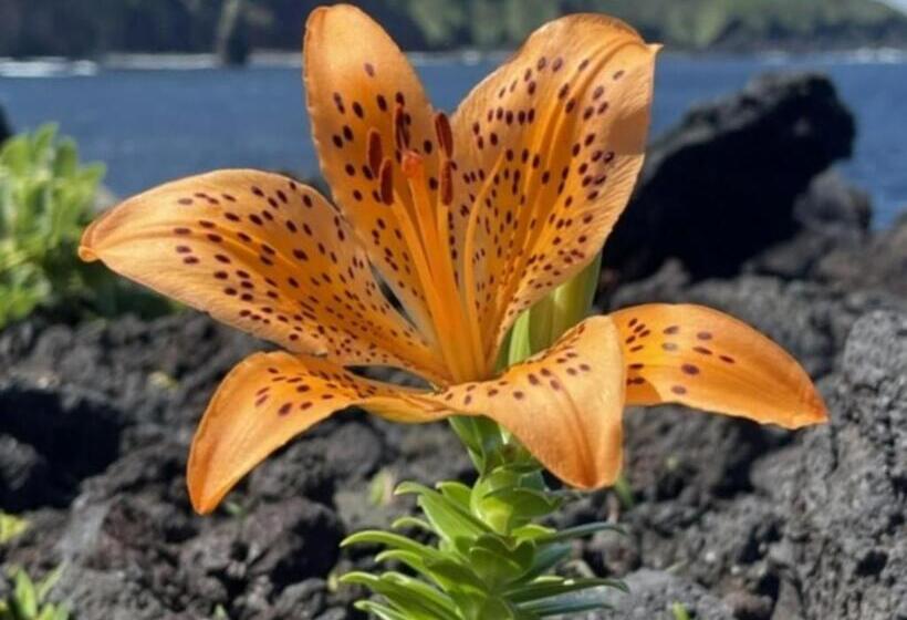 Yuraku Izuoshima  Hostel