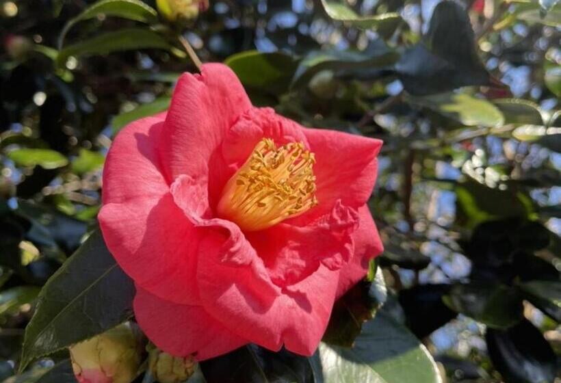 Yuraku Izuoshima  Hostel