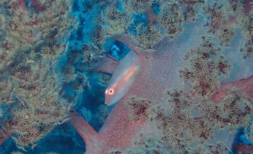 Yuraku Izuoshima  Hostel