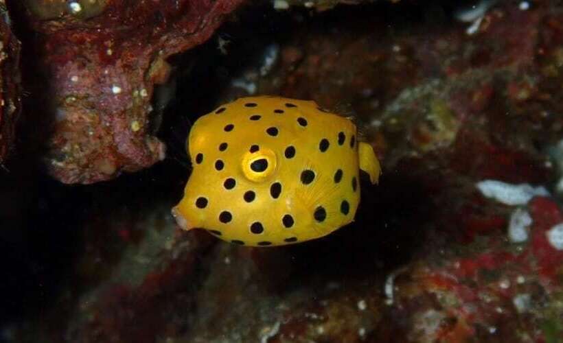 Yuraku Izuoshima  Hostel