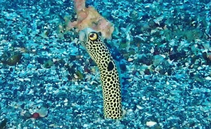 Yuraku Izuoshima  Hostel