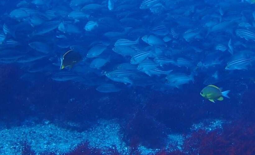 Yuraku Izuoshima  Hostel