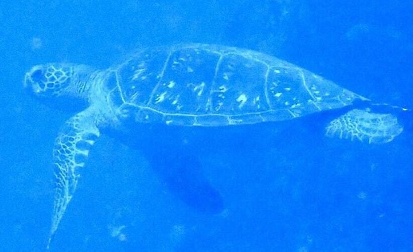 Yuraku Izuoshima  Hostel