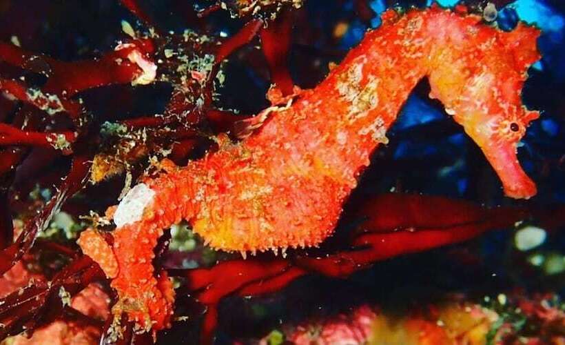 Yuraku Izuoshima  Hostel