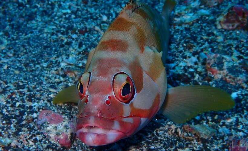 Yuraku Izuoshima  Hostel