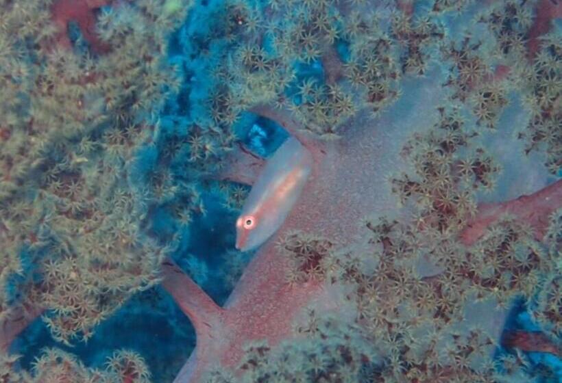 Yuraku Izuoshima  Hostel