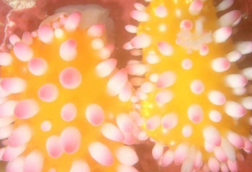 Yuraku Izuoshima  Hostel