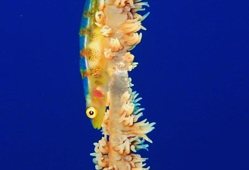 Yuraku Izuoshima  Hostel