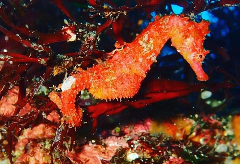 Yuraku Izuoshima  Hostel